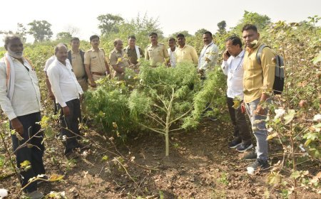 पिशोर पोलीसांचा गांजा छापा एक लाख ९५३६०रु गांजा जप्त.  आरोपी गजा आड