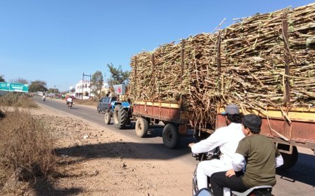 नियमांचे उल्लंघन करून उसाचे वाहतूक
