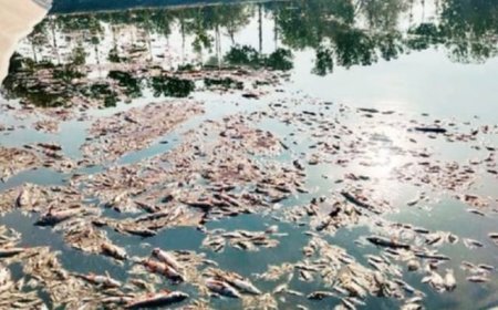 विषारी औषध टाकून मासे मारलेहातनूर गावाजवळ शेततळ्यात विषारी औषध टाकून पाच टन मासे मारल्याचा धक्कादायक प्रकार