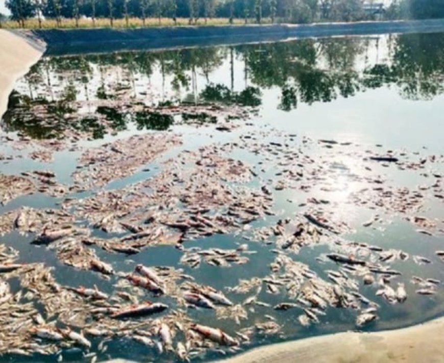 हातनूर गावाजवळ शेततळ्यात विषारी औषध टाकून पाच टन मासे मारल्याचा धक्कादायक प्रकार