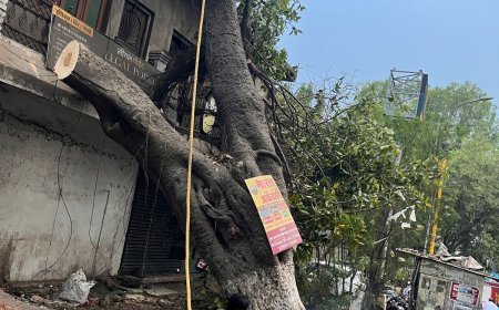 घटना कलेक्टर ऑफिस अण्णाभाऊ साठे चौक येथे रस्त्याच्या कडेला एक वडाचे झाड मुळापासून उमदलून