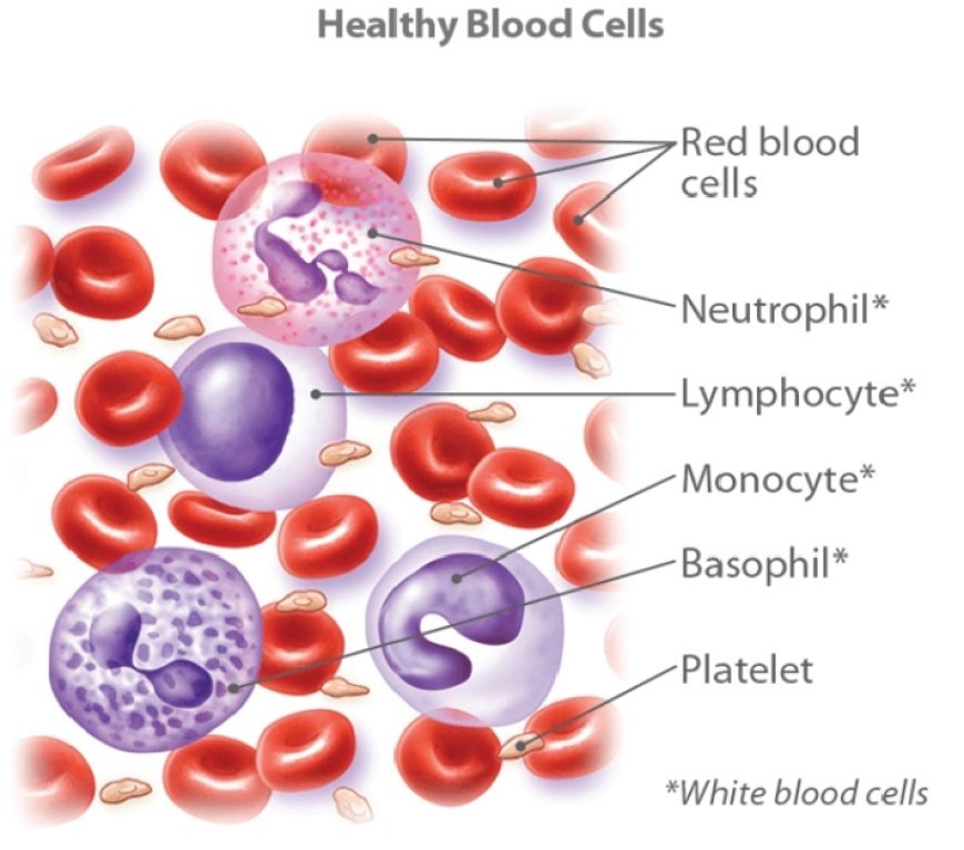 Elder brother's life saved by younger brother's stem cell donation Financial assistance of ₹25 lakh from Chief Minister's Assistance Fund