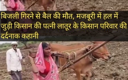 बिजली गिरने से बैल की मौत, मजबूरी में हल में जुड़ी किसान की पत्नी लातूर के किसान परिवार की दर्दनाक कहानी