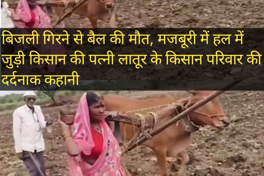 बिजली गिरने से बैल की मौत, मजबूरी में हल में जुड़ी किसान की पत्नी लातूर के किसान परिवार की दर्दनाक कहानी