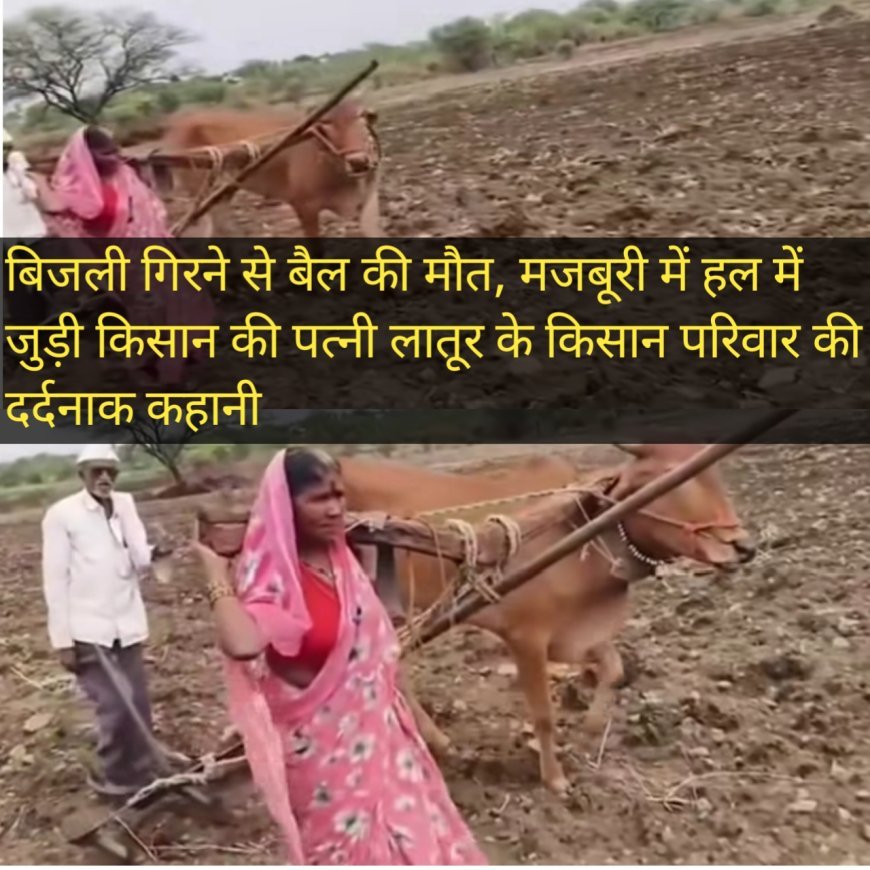 Bull dies due to lightning, farmer's wife forced to plow Painful story of farmer family of Latur